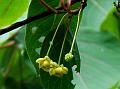 Long-Stalk Kadsura